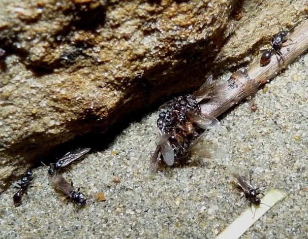 Anche le formiche, nel loro piccolo..(Sciamatura di Myrmica)